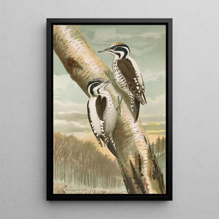 Johann Friedrich Naumann - Picoides tridactylus.webp