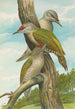 Picus canus - Johann Friedrich Naumann — Ansicht des Kunstwerks