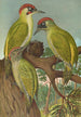 Picus viridis - Johann Friedrich Naumann — Ansicht des Kunstwerks