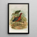 Plegadis falcinellus - Johann Friedrich Naumann — gerahmtes Bild an der Wand