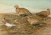 Pterocles arenarius, Pterocles alchata, Pterocles exustus Temm - Johann Friedrich Naumann — Ansicht des Kunstwerks