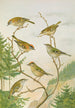 Regulus ignicapillus Regulus regulus - Johann Friedrich Naumann — Ansicht des Kunstwerks