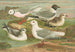 Rhodostethia rosea, Xema sabinii, Sabine, Rissa tridactyla - Johann Friedrich Naumann — Ansicht des Kunstwerks