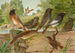 Ruticilla titys Ruticilla phoenicurus - Johann Friedrich Naumann — Ansicht des Kunstwerks