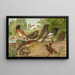 Ruticilla titys Ruticilla phoenicurus - Johann Friedrich Naumann — gerahmtes Bild an der Wand