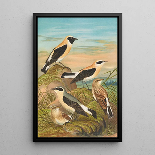 Johann Friedrich Naumann - Saxicola stapazina Saxicola aurita Saxicola oenanthe.webp