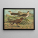 Stercorarius parasiticus, Stercorarius skua, Brünn, Stercorarius pomarinus, Moyen labbe - Johann Friedrich Naumann — gerahmtes Bild an der Wand
