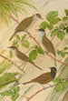 Sylvia atricapilla - Johann Friedrich Naumann — Ansicht des Kunstwerks