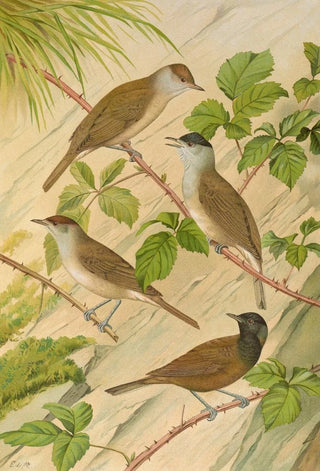 Johann Friedrich Naumann - Sylvia atricapilla.webp