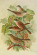 Sylvia curruca sylvia simplex - Johann Friedrich Naumann — Ansicht des Kunstwerks