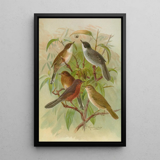 Johann Friedrich Naumann - Sylvia melanocephala Sylvia undata Hypolais salicaria.webp