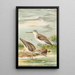 Terekia cinerea - Johann Friedrich Naumann — gerahmtes Bild an der Wand