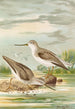 Terekia cinerea - Johann Friedrich Naumann — Ansicht des Kunstwerks