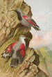 Tichodroma muraria - Johann Friedrich Naumann — Ansicht des Kunstwerks