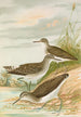 Totanus ochropus Totanus glareola Tringoides hypoleucus - Johann Friedrich Naumann — Ansicht des Kunstwerks