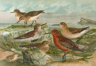 Johann Friedrich Naumann - Tringa Temmincki Leisl Tringa alpina Tringa subarcuata.webp
