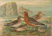 Tringa canutus Tringa maritima - Johann Friedrich Naumann — Ansicht des Kunstwerks