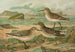 Tringa canutus Tringa subarcuata Tringa maritima Brunn - Johann Friedrich Naumann — Ansicht des Kunstwerks
