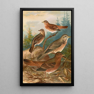 Johann Friedrich Naumann - Turdus Naumanni.webp