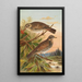 Turdus fuscatus - Johann Friedrich Naumann — gerahmtes Bild an der Wand