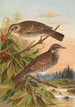 Turdus fuscatus - Johann Friedrich Naumann — Ansicht des Kunstwerks