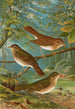 Turdus fuscescens Turdus pallassii Turdus swainsonii - Johann Friedrich Naumann — Ansicht des Kunstwerks
