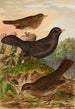 Turdus merula - Johann Friedrich Naumann — Ansicht des Kunstwerks