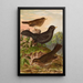 Turdus merula - Johann Friedrich Naumann — gerahmtes Bild an der Wand