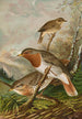 Turdus ruficollis - Johann Friedrich Naumann — Ansicht des Kunstwerks