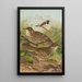 Turdus viscivorus Turdus atrigularis - Johann Friedrich Naumann — gerahmtes Bild an der Wand