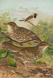 Turdus viscivorus Turdus atrigularis - Johann Friedrich Naumann — Ansicht des Kunstwerks