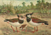 Vanellus vanellus - Johann Friedrich Naumann — Ansicht des Kunstwerks