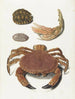Ein Krebs, eine Krebsszange und zwei Schildkrötenpanzere - Johann Gustav Hoch — Ansicht des Kunstwerks