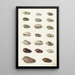 Vingt coquillages tropicaux - Johann Gustav Hoch — gerahmtes Bild an der Wand