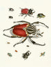 Kurze Geschichte der Insekten des Dr. Sulzer, Pl. 01 - Johann Heinrich Sulzer — Ansicht des Kunstwerks
