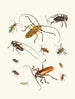 Kurze Geschichte der Insekten des Dr. Sulzer, Pl. 05 - Johann Heinrich Sulzer — Ansicht des Kunstwerks