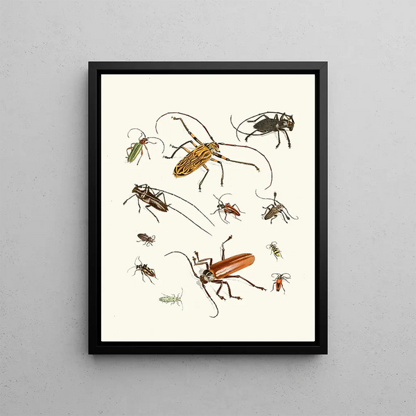 Johann Heinrich Sulzer - Dr Sulzers Short History of Insects Pl 05.webp