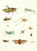 Kurze Geschichte der Insekten des Dr. Sulzer Pl 09 - Johann Heinrich Sulzer — Ansicht des Kunstwerks