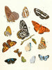 Kurze Geschichte der Insekten des Dr. Sulzer, Pl. 17 - Johann Heinrich Sulzer — Ansicht des Kunstwerks