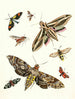 Kurze Geschichte der Insekten des Dr. Sulzer, Pl. 19 - Johann Heinrich Sulzer — Ansicht des Kunstwerks