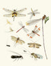 Kurze Geschichte der Insekten des Dr. Sulzer, Pl. 23 - Johann Heinrich Sulzer — Ansicht des Kunstwerks