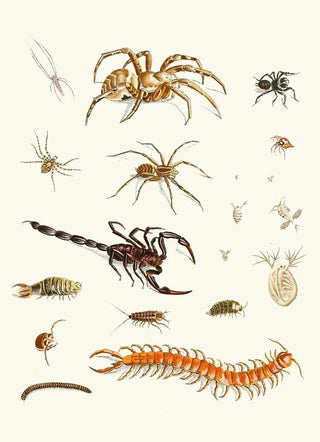 Johann Heinrich Sulzer - Dr Sulzers Short History of Insects Pl 29.webp