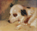 Tête de chien - Johann Matthias Ranftl — Ansicht des Kunstwerks