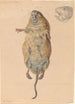 Eine Feldmaus von unten gesehen - Johann Rudolph Schellenberg — Ansicht des Kunstwerks