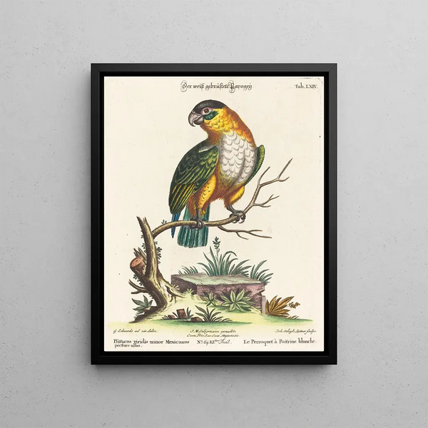 Johann Sebastian Leitner - Psittacus viridis minor Mexicanus.webp