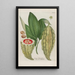 Phytanthoza iconographia Pl002 - Johann Wilhelm Weinmann — gerahmtes Bild an der Wand