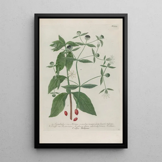 Johann Wilhelm Weinmann - Phytanthoza iconographia Pl004.webp