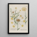 Phytanthoza iconographia Pl007 - Johann Wilhelm Weinmann — gerahmtes Bild an der Wand