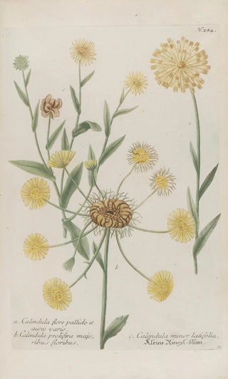 Johann Wilhelm Weinmann - Phytanthoza iconographia Pl007.webp