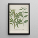 Phytanthoza iconographia Pl022 - Johann Wilhelm Weinmann — gerahmtes Bild an der Wand